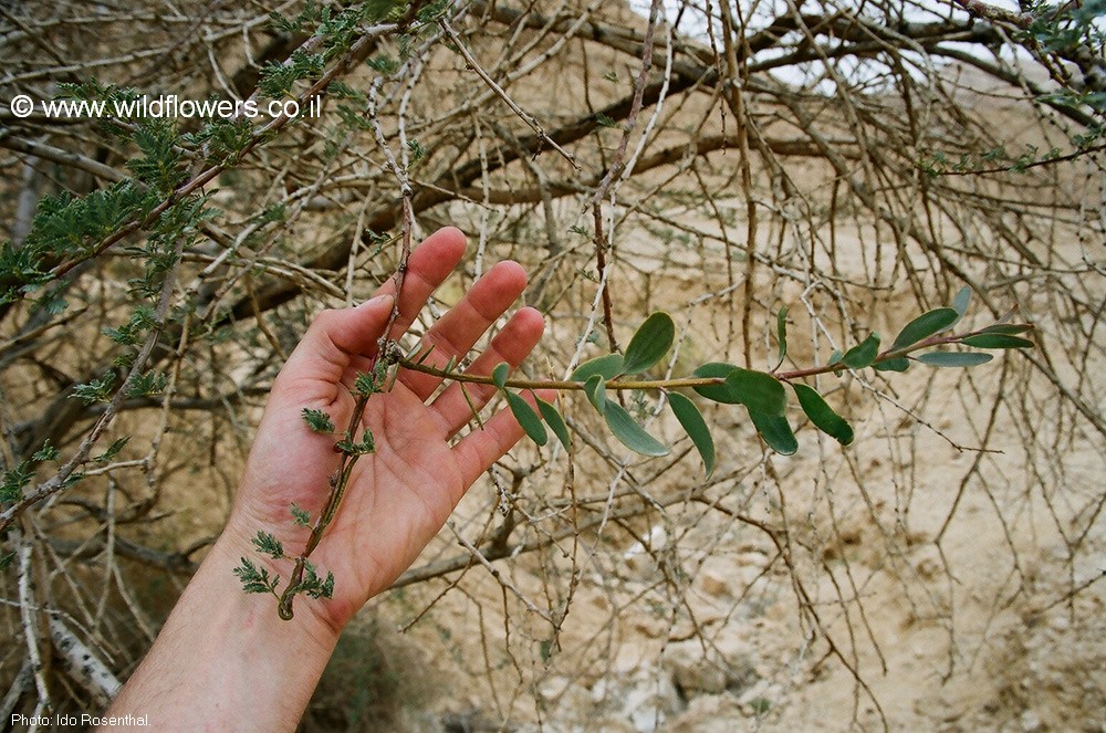 Plicosepalus acaciae